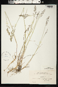Poa glauca image