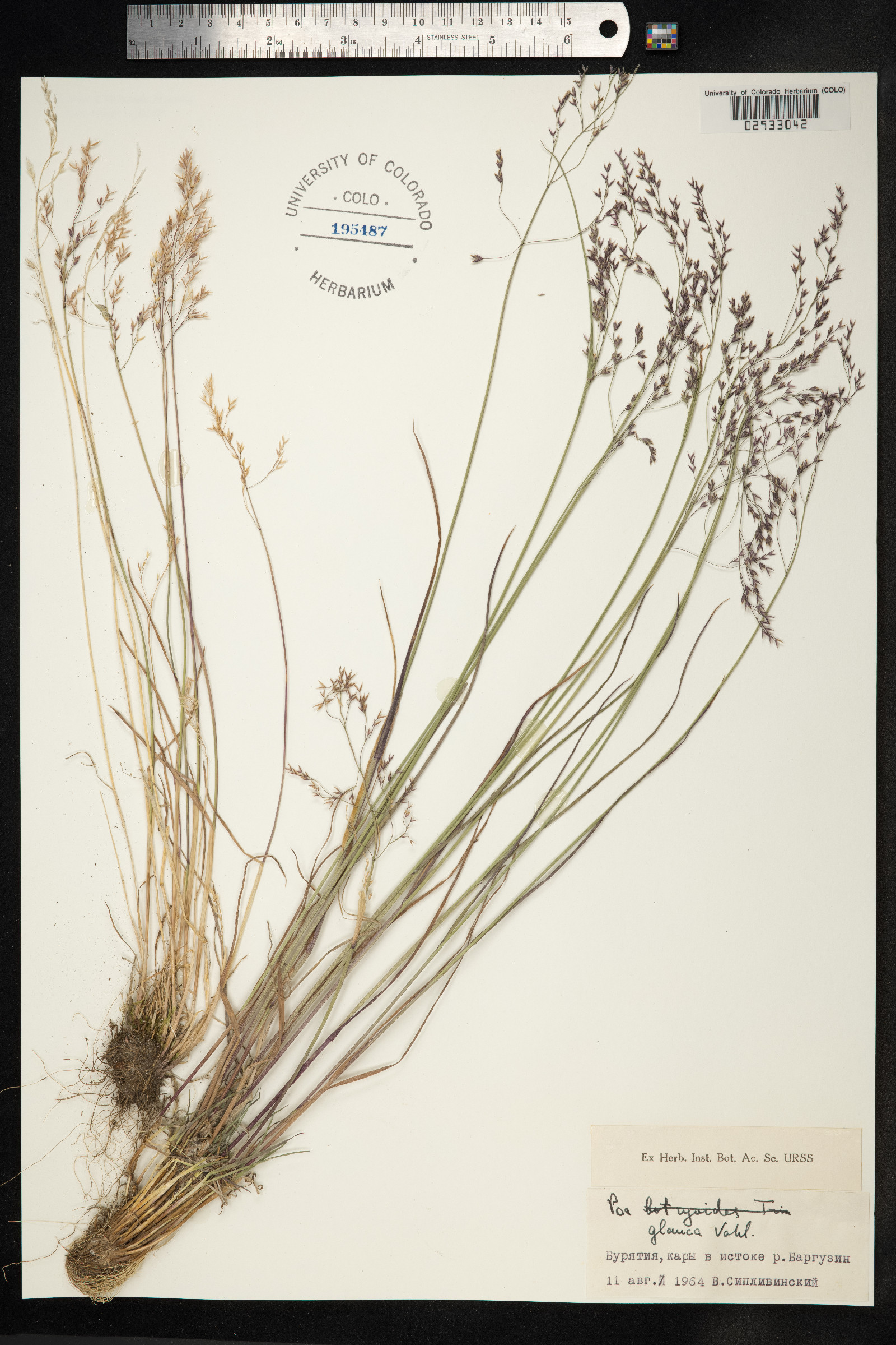 Poa glauca image
