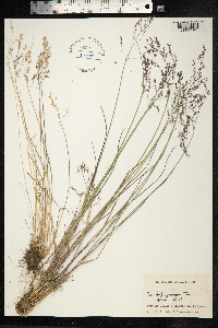 Poa glauca image