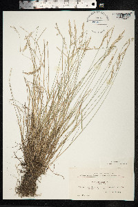 Poa glauca image