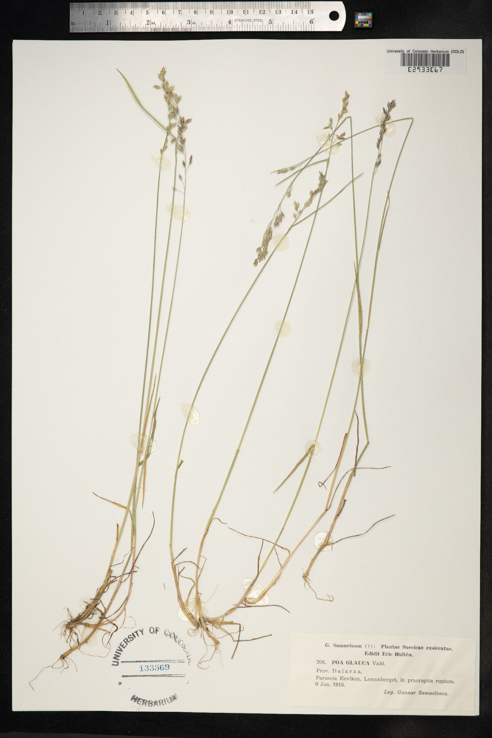 Poa glauca image