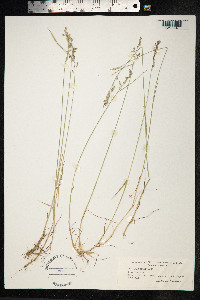 Poa glauca image