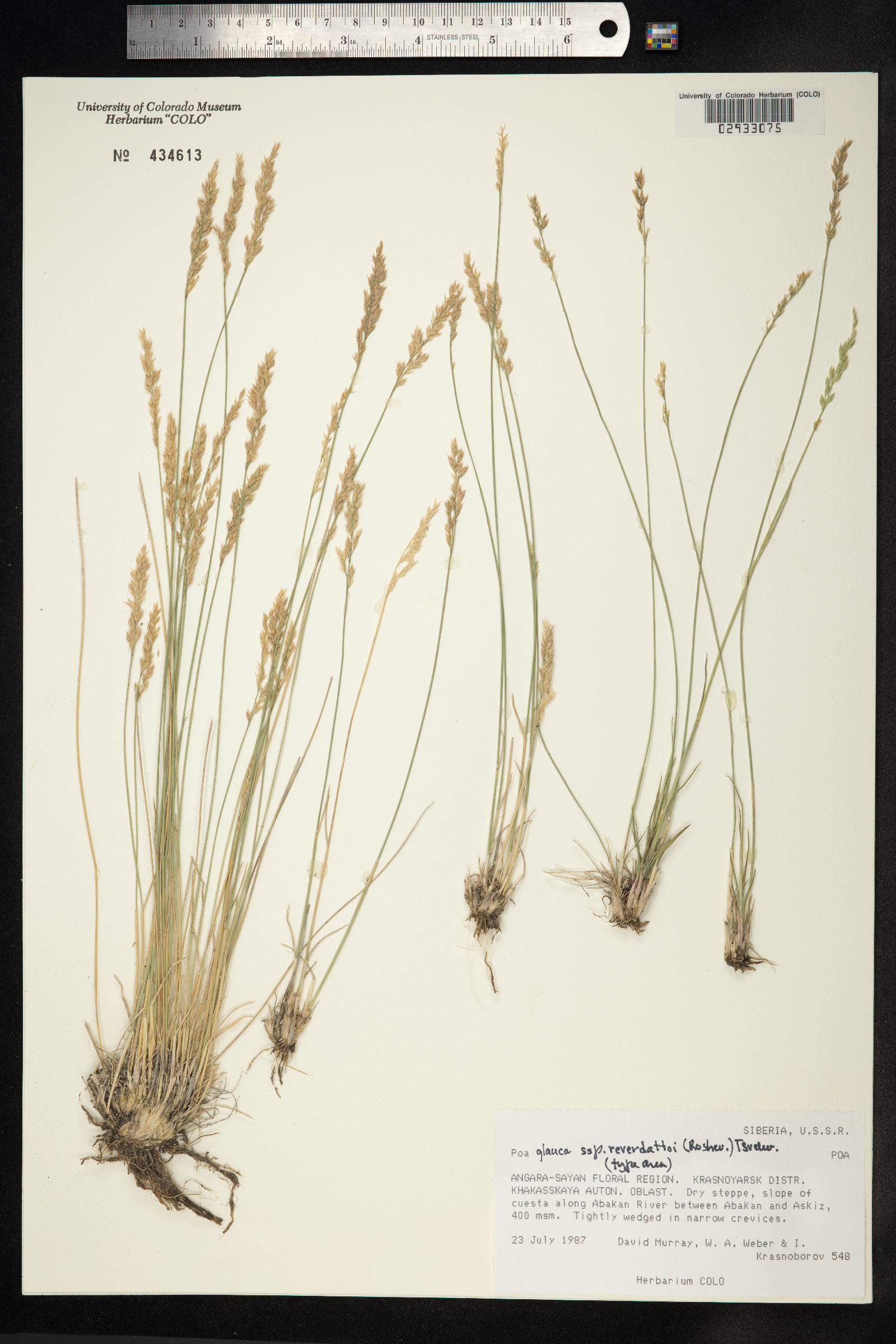 Poa glauca image