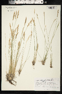 Poa glauca image