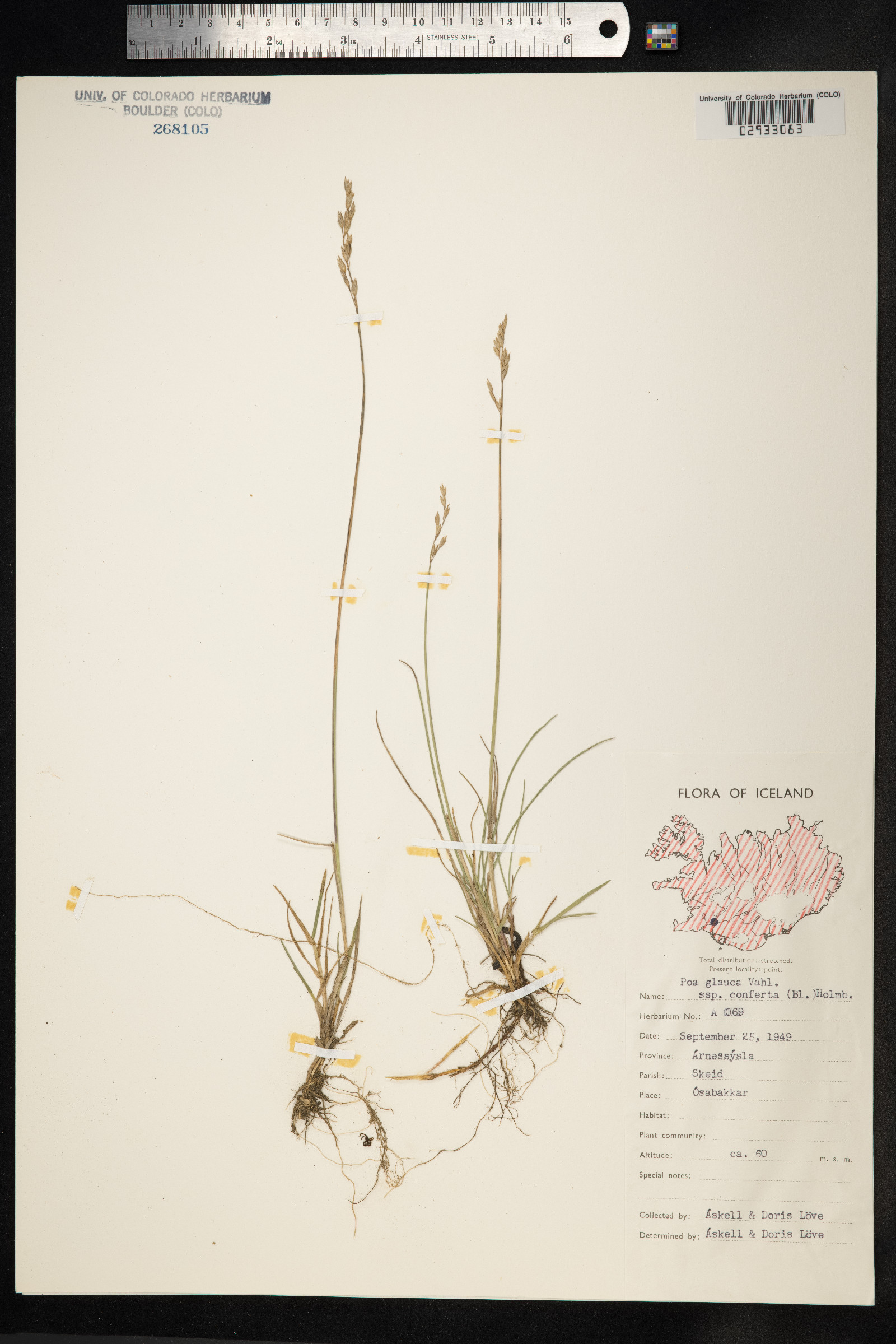 Poa glauca image