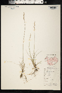Poa glauca image