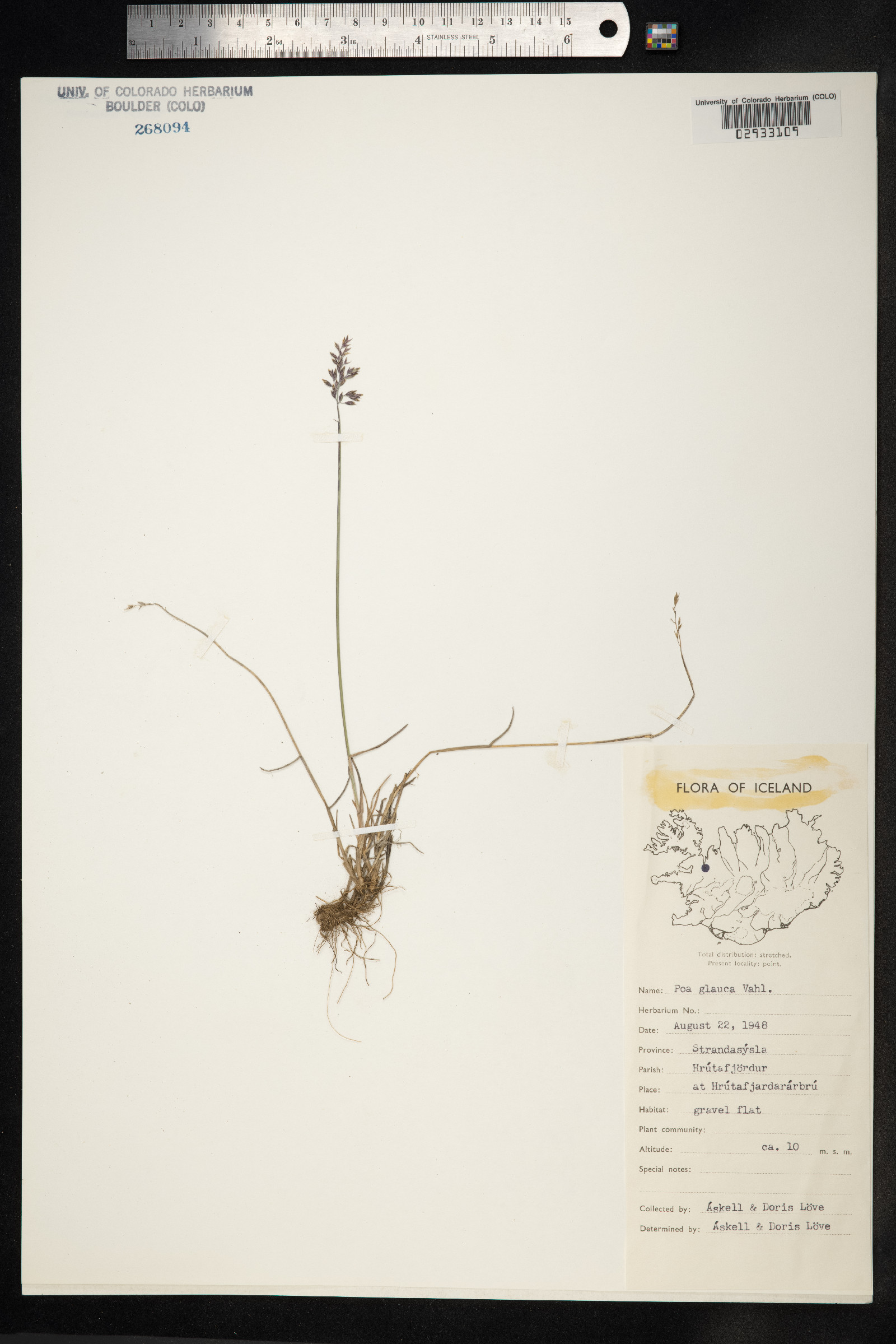 Poa glauca image