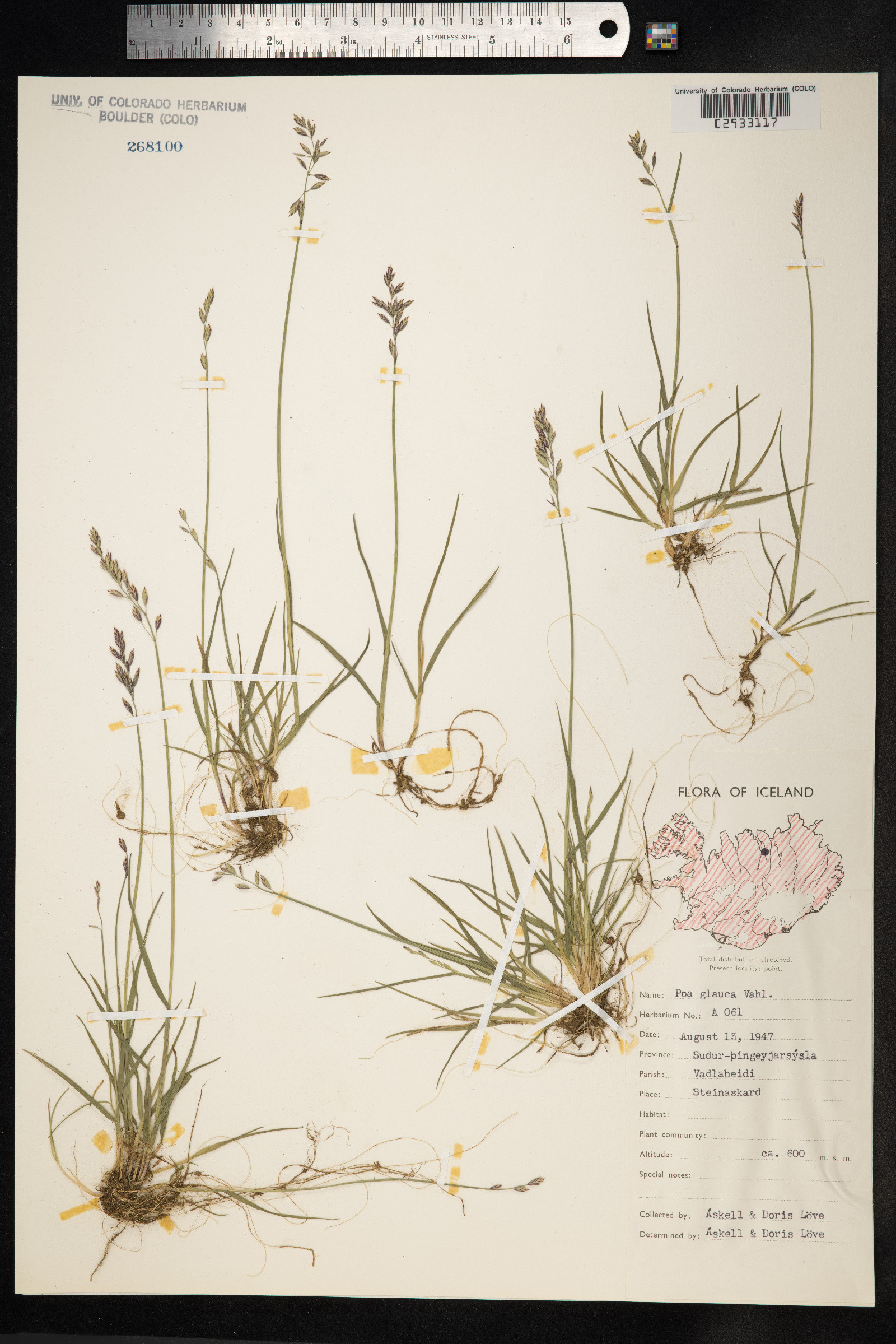 Poa glauca image