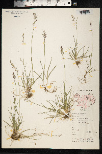 Poa glauca image
