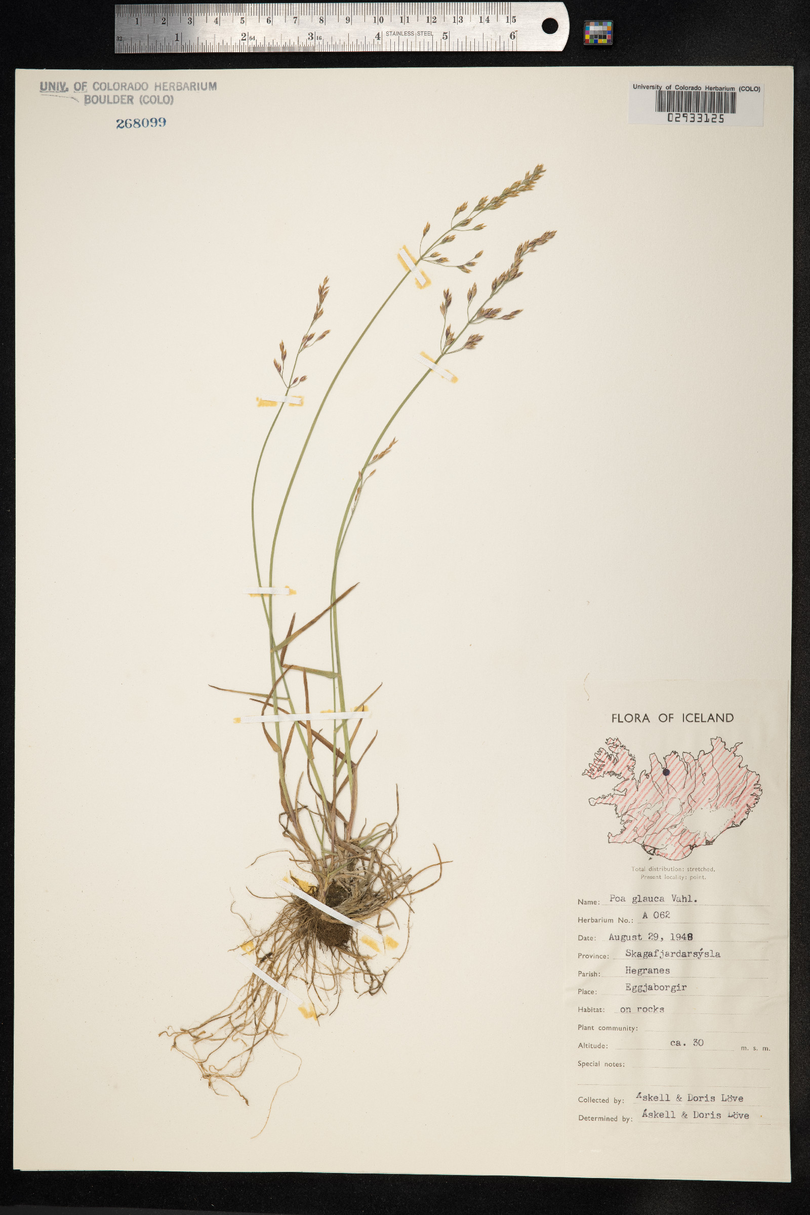 Poa glauca image