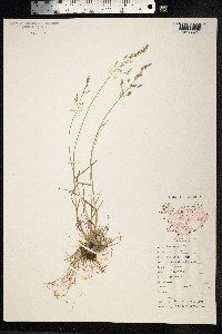 Poa glauca image