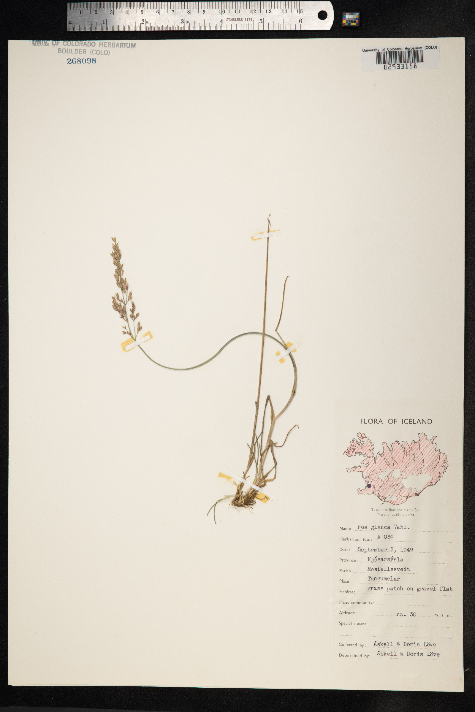 Poa glauca image