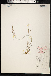 Poa glauca image