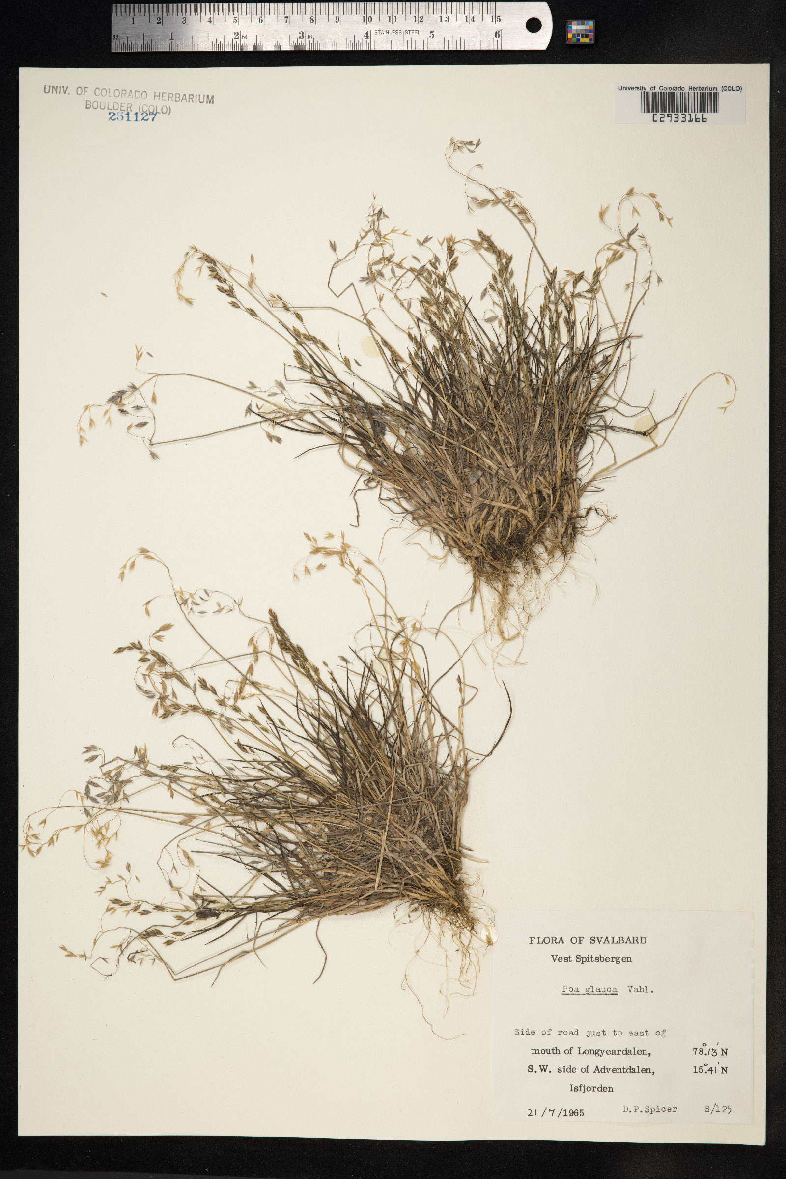 Poa glauca image