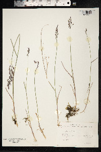 Poa glauca image