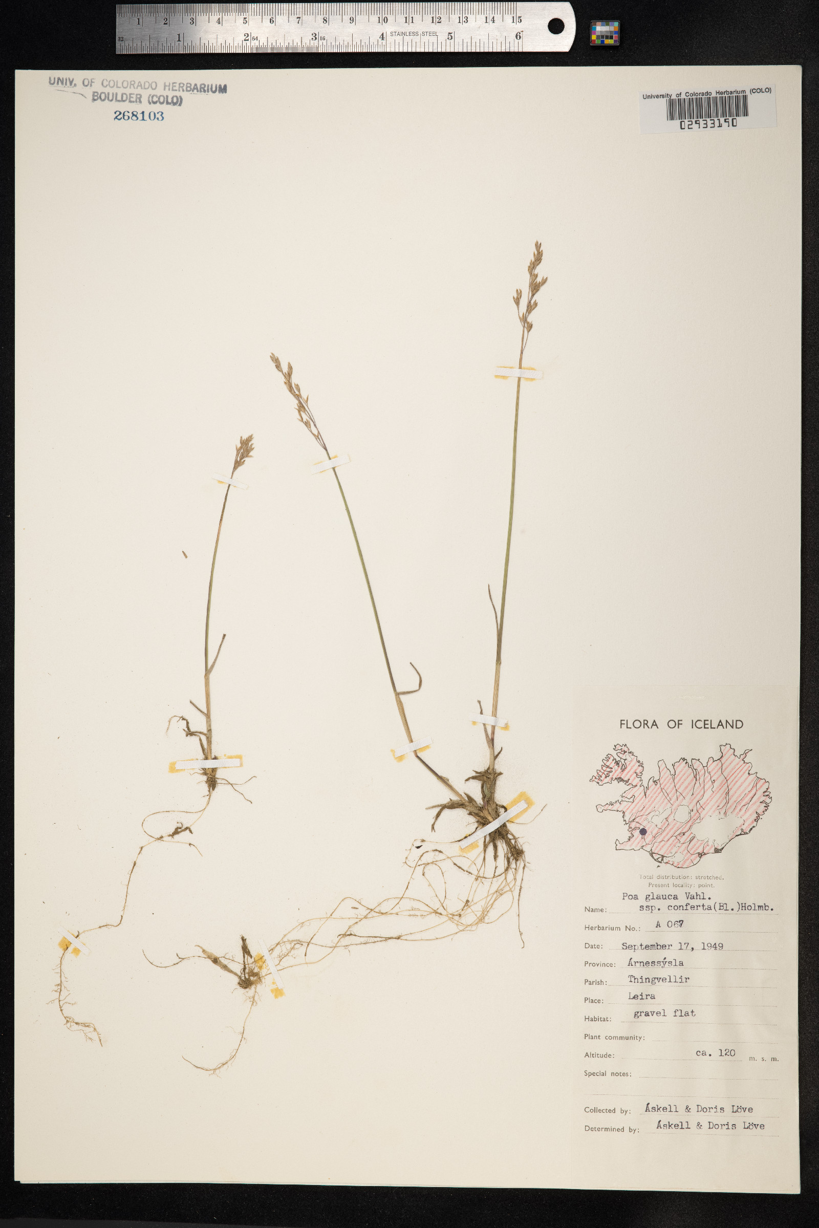 Poa glauca image