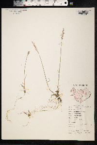 Poa glauca image