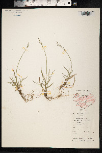 Poa glauca image