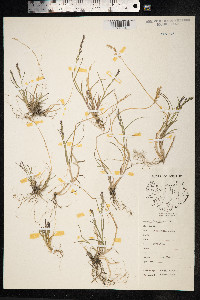 Poa glauca image