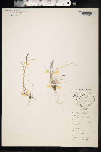 Poa glauca image