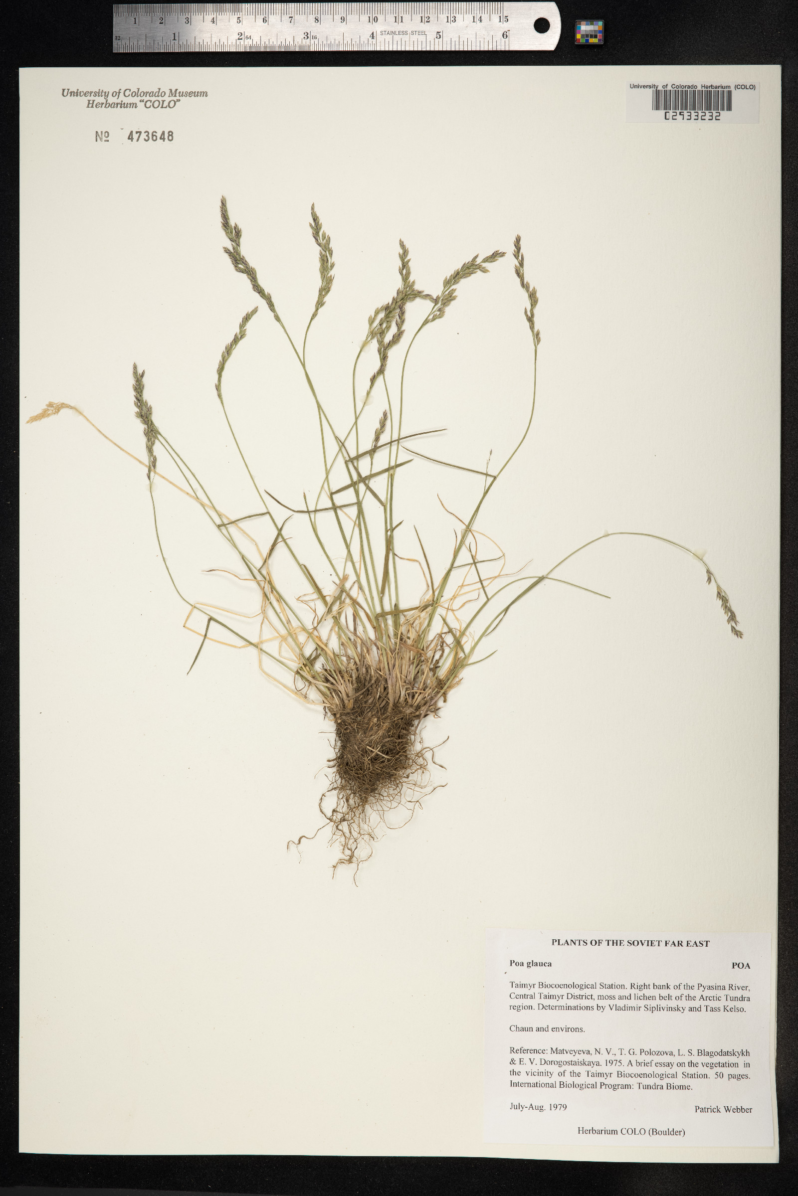 Poa image