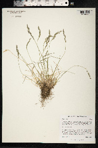 Poa glauca image