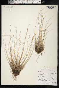 Poa glauca image
