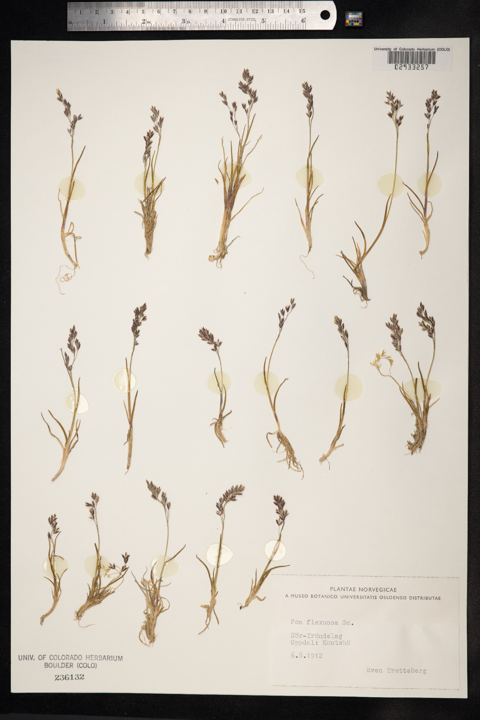 Poa flexuosa image