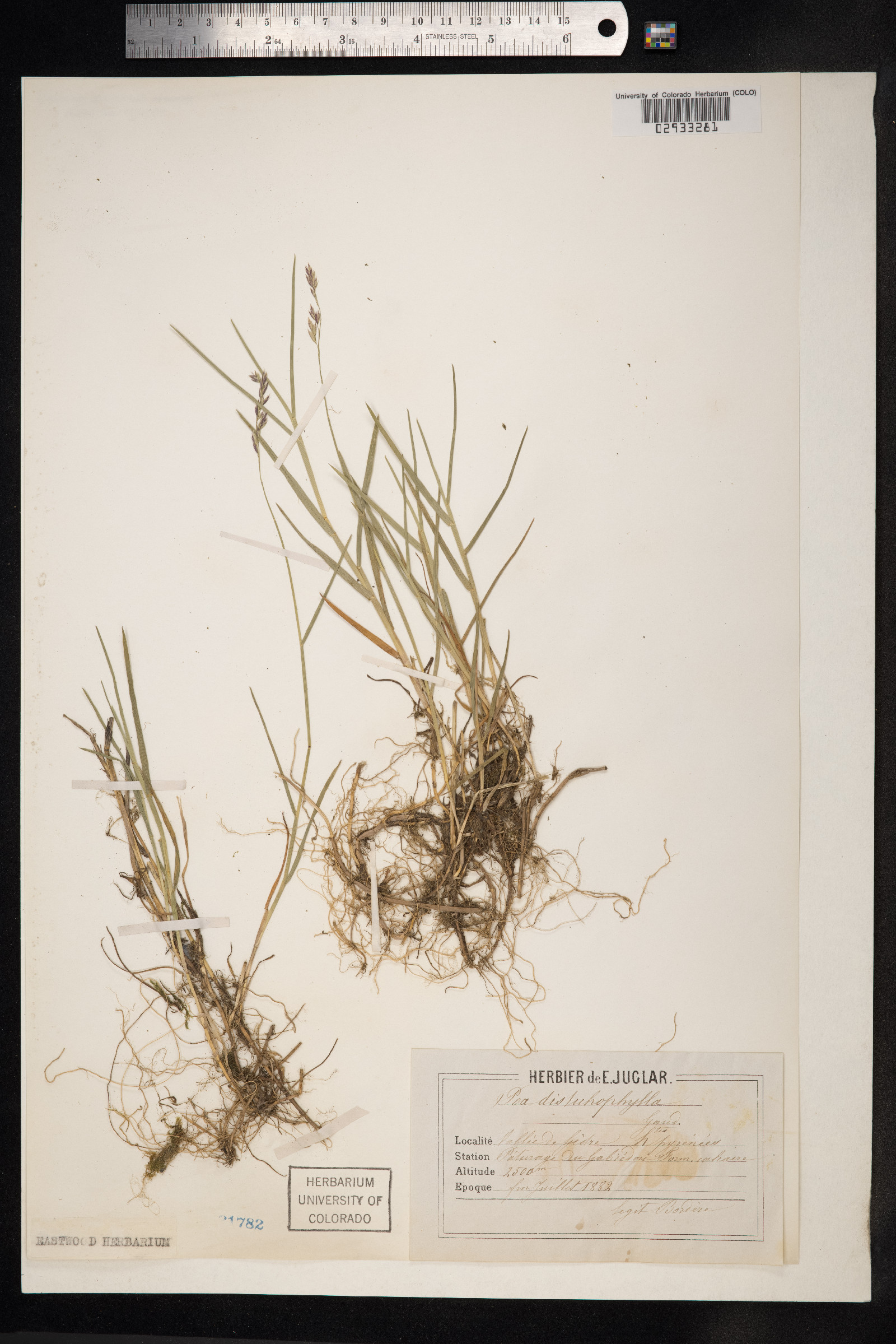 Distichlis spicata image