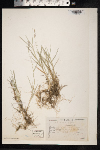 Distichlis spicata image