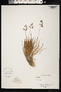 Poa glauca image