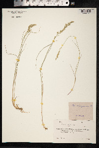 Poa compressa image