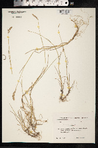 Poa compressa image