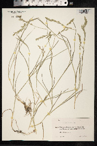 Poa compressa image
