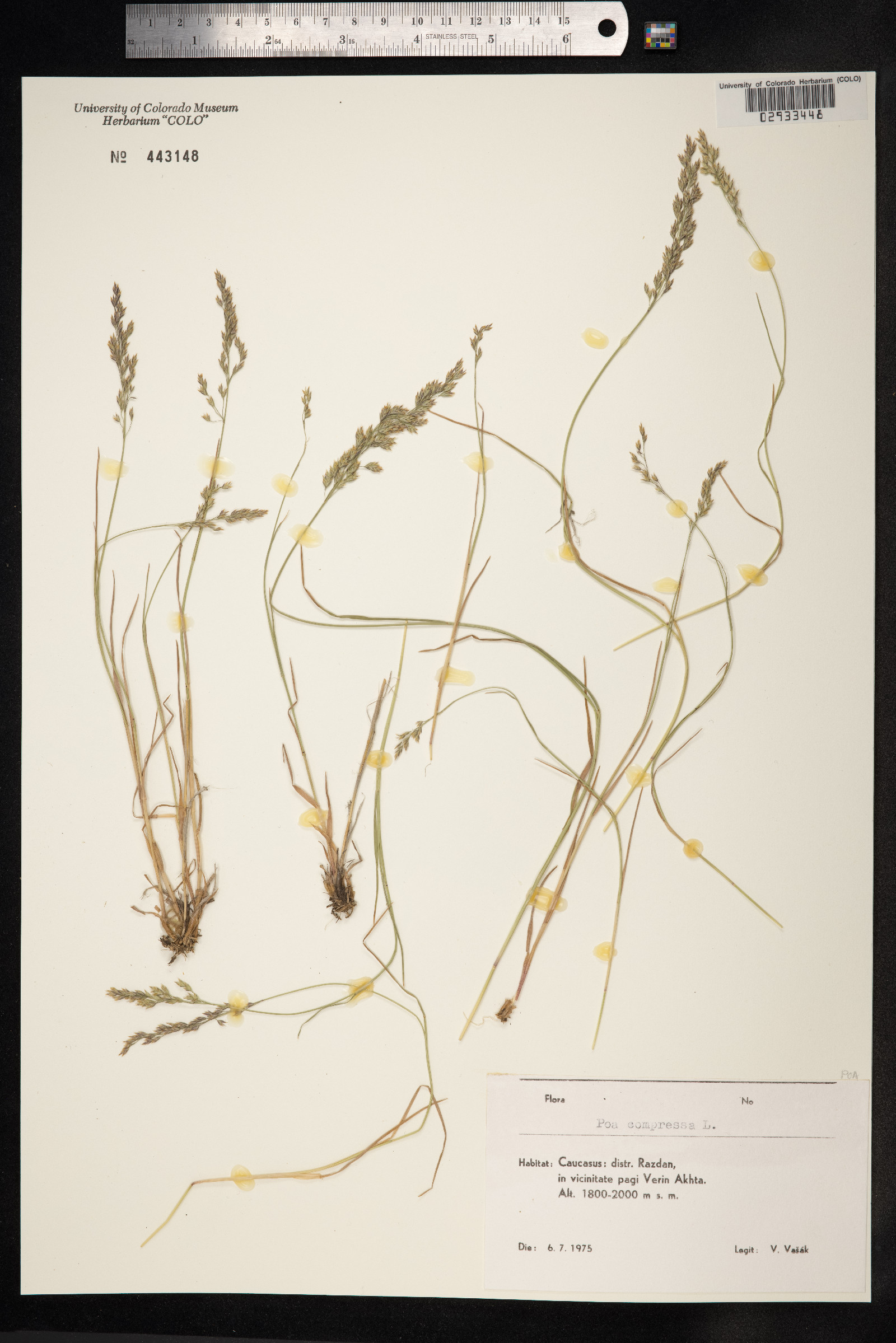 Poa compressa image
