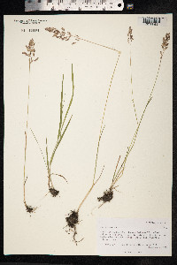 Poa compressa image