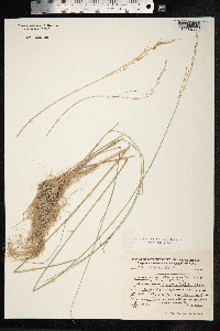 Poa nemoralis image