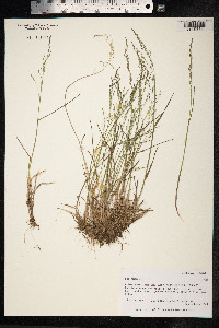 Poa nemoralis image