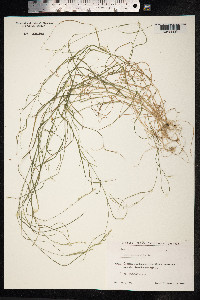 Poa nemoralis image