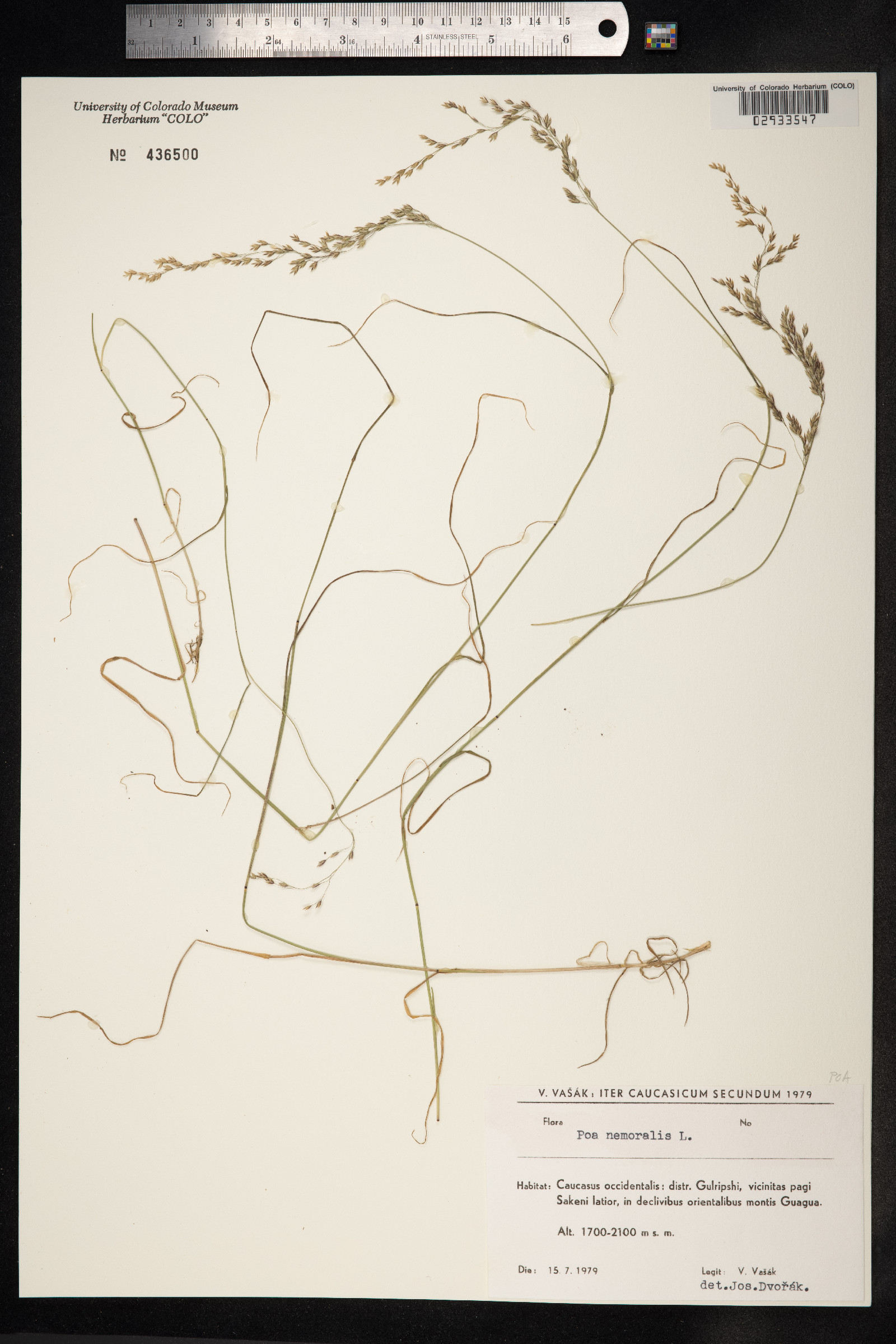 Poa nemoralis image