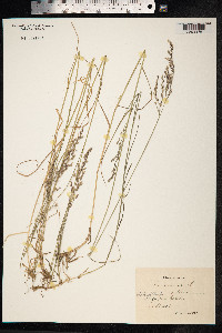Poa nemoralis image