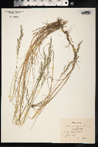 Poa nemoralis image