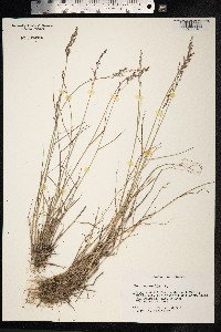 Poa nemoralis image