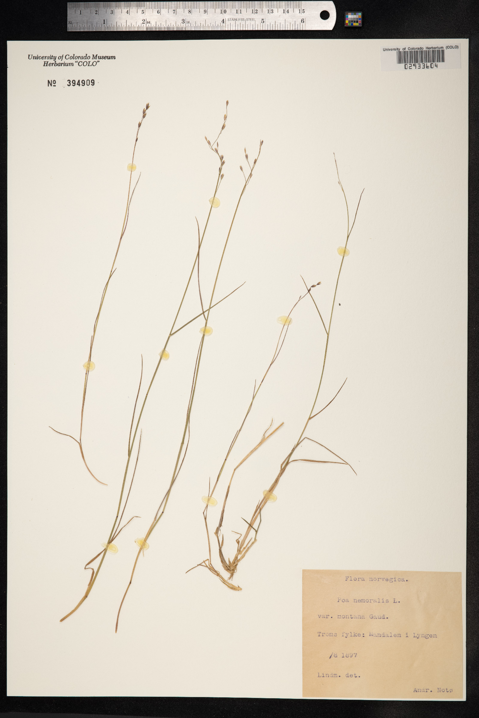 Poa nemoralis image