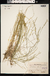 Poa nemoralis image