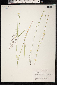 Poa nemoralis image