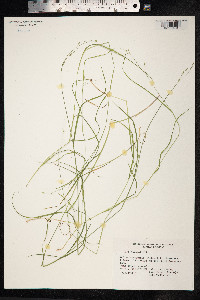 Poa nemoralis image
