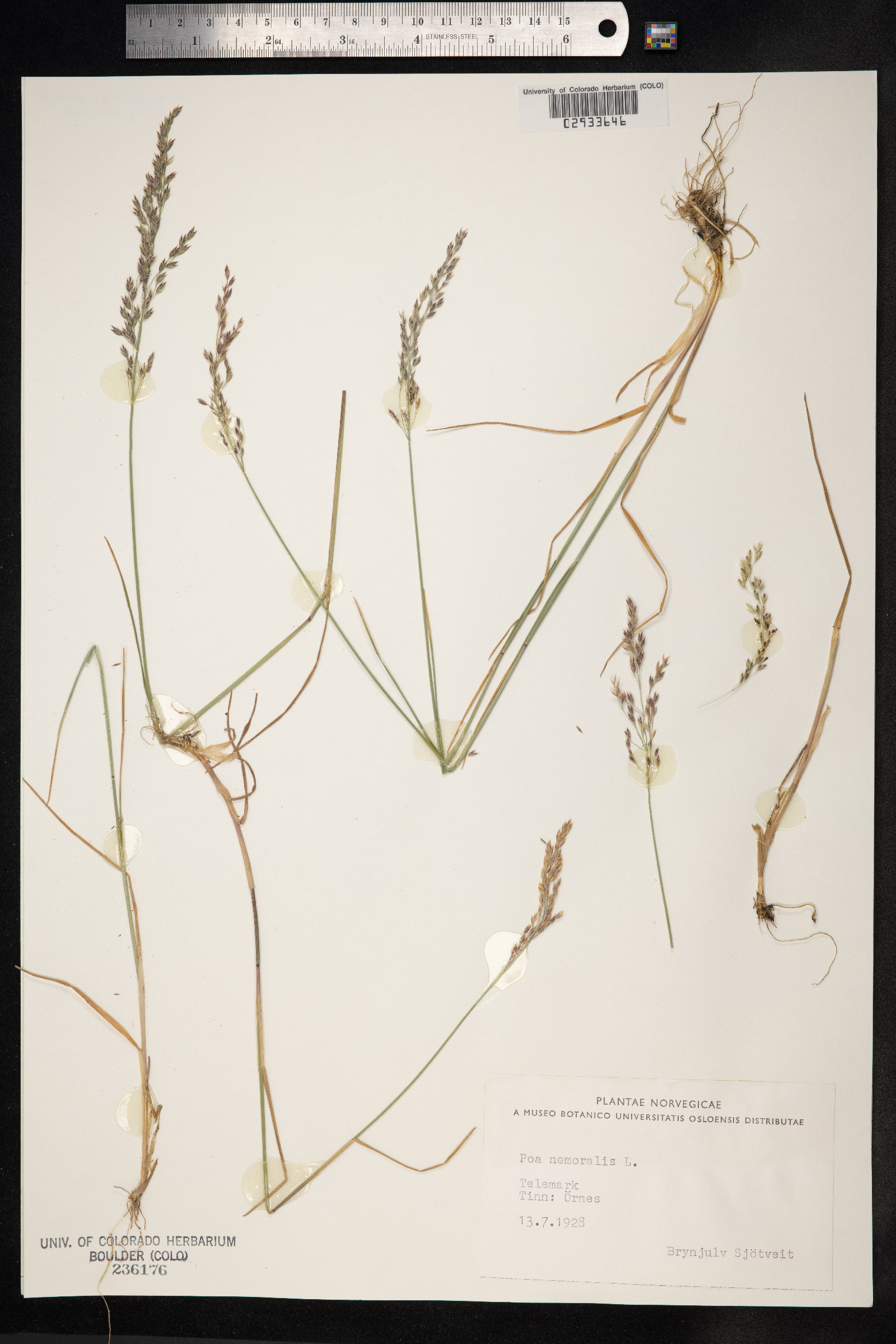 Poa nemoralis image