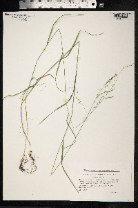 Poa nemoralis image