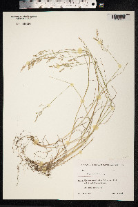 Poa nemoralis image